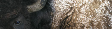 Bull Bison
